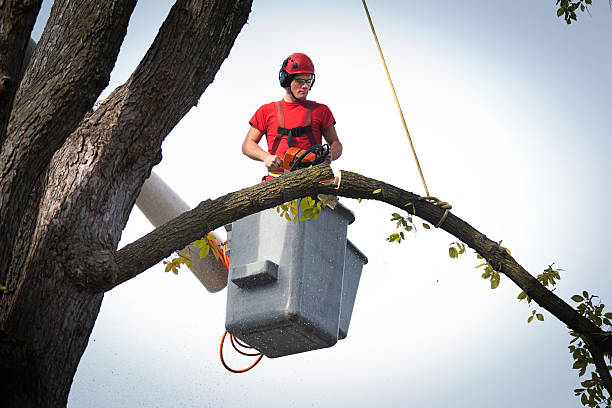 Tree Removal for Businesses in Watsessing, NJ